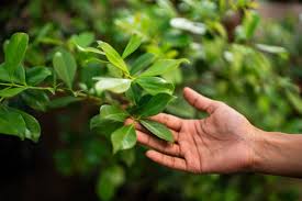 మొక్కలను తాకితే ఒత్తిడి తగ్గుతుంది 