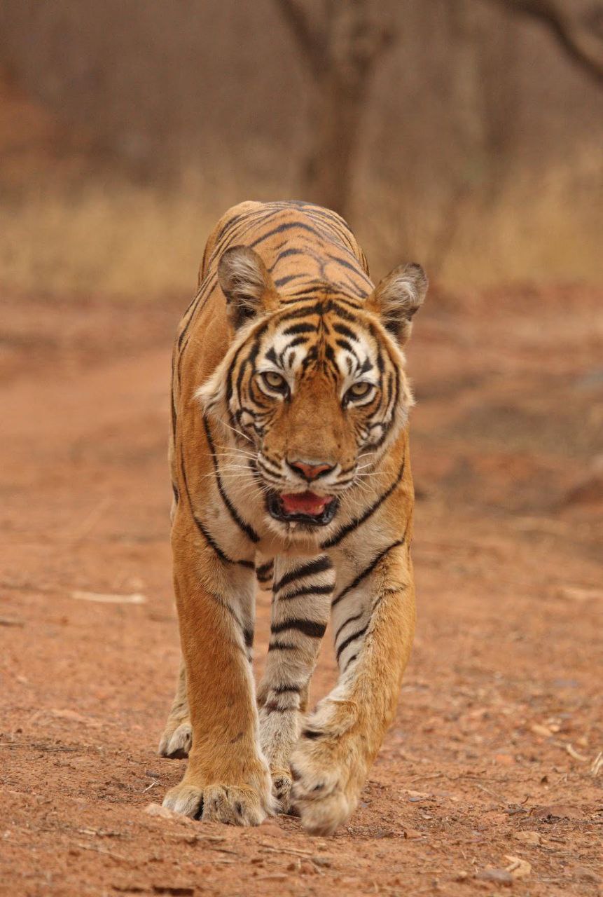 project tiger